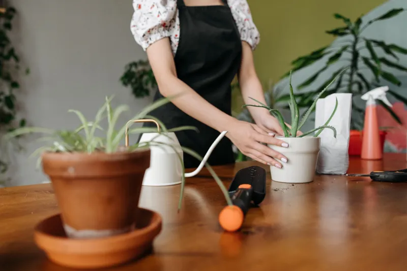 From Seed to Supper: What a Little Patch of Green Teaches You About Food